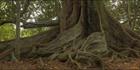 Norfolk Island Banyan - NSW (PBH4 00 12050)